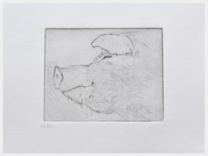 Realistic etching of a close-up of a sleeping pig’s head